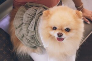 abbigliamento-lusso-cani