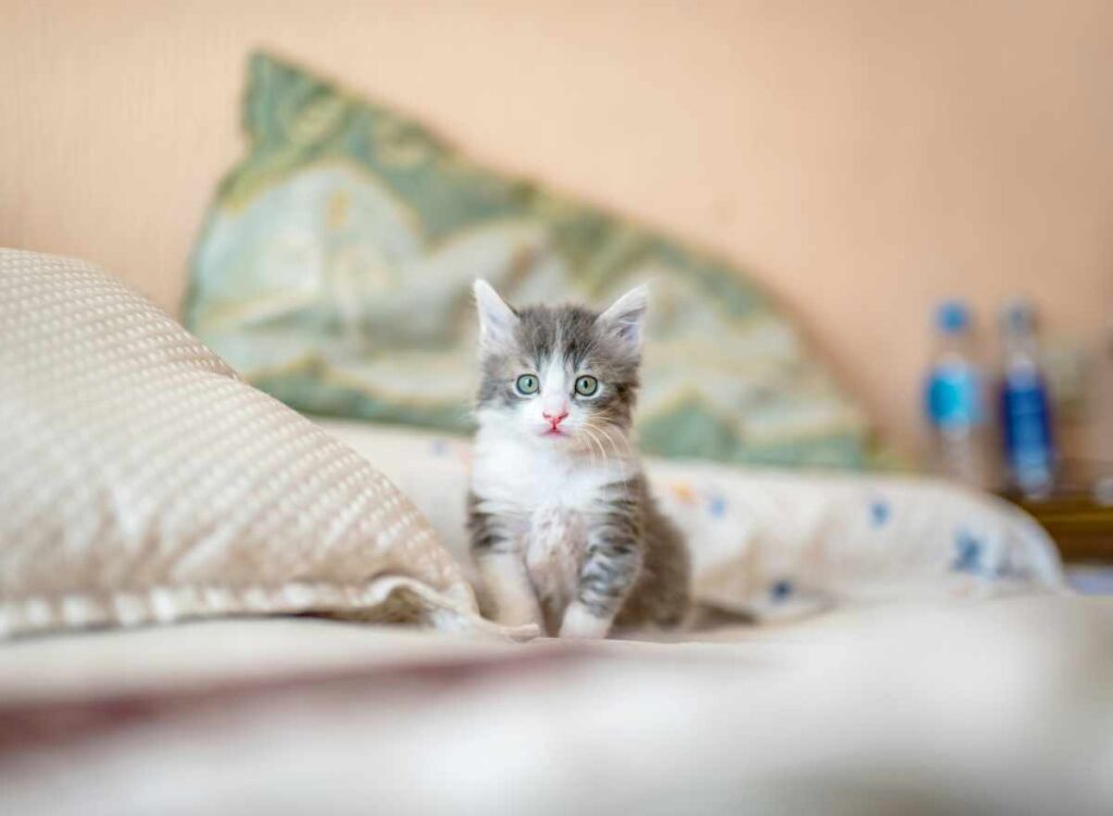 gatti