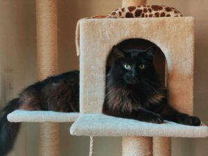 gatto-crocchette